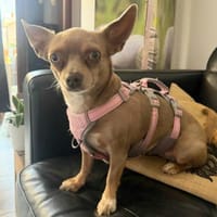 Izabella in 64546 Mörfelden #, Hündin zur Adoption