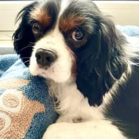 Lenny in 47877 Willich, Hund zur Adoption