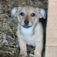 Daniel 20 cm (Nov 25) Pflegestelle, Hund zur Adoption