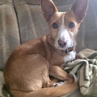 CHICCO LIEBT MENSCHEN UND KUSCHELN, Hund zur Adoption