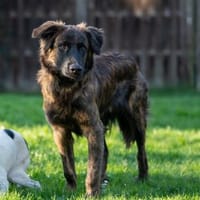 Caramelo - Traumhund in Deutschland, Hund zur Adoption