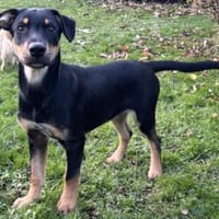 Süßes Hundekind Cai!, Hund zur Adoption