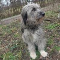 Ivette hübsche Wuschel-Hündin, Hündin zur Adoption