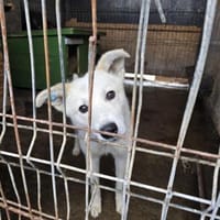 Klenerer Rüde sucht einfühlsame Menschen, Hund zur Adoption