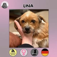Lina sucht ihr Zuhause, Hündin zur Adoption