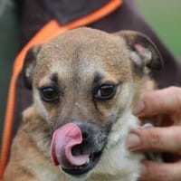 Lina - verschmuste, liebe Hündin, Hündin zur Adoption