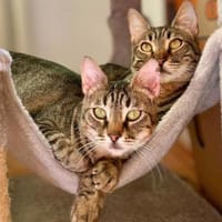 Mamasita und Blue/ Mutter- Tochter, Katze zur Adoption
