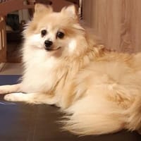 Conny in 27478 Cuxhaven #, Hündin zur Adoption