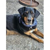 Leon  wartet in 56355 Endlichhofen, Hund zur Adoption