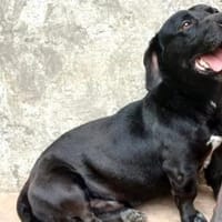 Tapi sucht seine Herzensmenschen, Hund zur Adoption