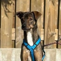 Aktives Zuhause für Tiny Tim gesucht, Hund zur Adoption