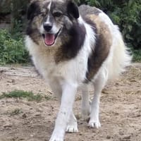 KARLSON - gutmütiger Pirat, Hund zur Adoption