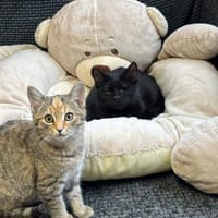 Fee & Toffee suchen Kuschelplatz, Katze zur Adoption