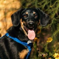 Fröhlicher Ringo sucht perfektes Zuhause, Hund zur Adoption