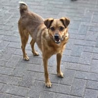 Robby, schüchterner Charmeur sucht seine, Hund zur Adoption