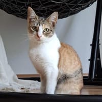 Alenia - aus RO - in DE 79541 Lörrach, Katze zur Adoption