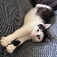 HEXA, Katze zur Adoption
