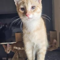 Zuckerschnute Cinnamone, Kater zur Adoption