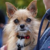 Frijolito sucht sein Zuhause, Hund zur Adoption