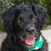 WILLIAM - lieb&verschmust, Hund zur Adoption