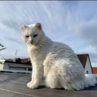 Süße Geschwister Frieda und Mona, Katze zur Adoption