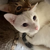 Oscar und Viktor aus dem Tierschutz, Kater zur Adoption