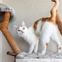 Verschmuster Pippin, Kater zur Adoption