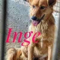 INGE sucht ein Zuhause, Hündin zur Adoption