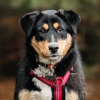 Kluge Marissa sucht passendes Zuhause, Hündin zur Adoption