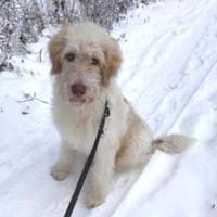 Kenobi sucht seine eigene Familie, Hund zur Adoption