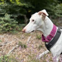 Kimba - stolzer Rüde entdeckt die Welt, Hund zur Adoption