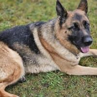 Kiki - ist wachsam&kinderlieb, Hündin zur Adoption