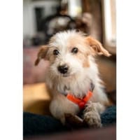 Samy - wartet 74535 Mainhardt, Hund zur Adoption