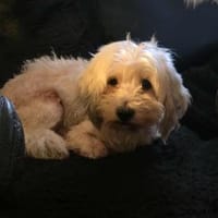 Olias ist ein sanfter, feinfühliger Hund, Hund zur Adoption