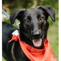 Linne  wartet in 91489 Wilhelmsdorf, Hündin zur Adoption