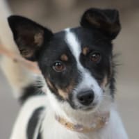 Gizi - charmant & verspielt, Hündin zur Adoption