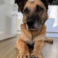 Papesz, menschenbezogener Begleiter, 8J, Hund zur Adoption