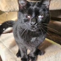 Marzia konnte dem Canile entkommen, Katze zur Adoption