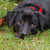 CHOPPER - kleiner Wirbelwind mit Herz, Hund zur Adoption