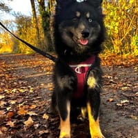 TAIS- KLEINE SEELE,GROSSES HERZ, Hündin zur Adoption