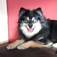 Karkusa in 27478 Cuxhaven #, Hündin zur Adoption