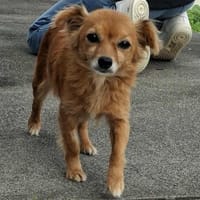 Püppi - wie kann man nur so suß sein?, Hündin zur Adoption