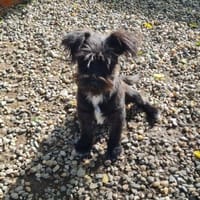 FLEDDI, verspielt und lieb sucht Familie, Hündin zur Adoption