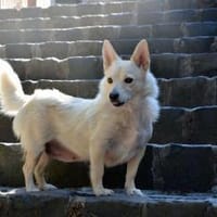 Dasha ❤, Hündin zur Adoption