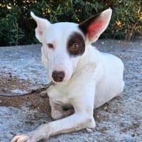 Jack Sparrow  sucht seine Familie, Hund zur Adoption