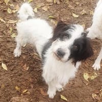 Levi° in 55583 Bad Kreuznach, Hund zur Adoption