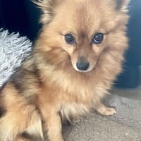 Bertha bald in 42859 Remscheid, Hündin zur Adoption