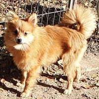 Milo° in 41472 Neuss, Hund zur Adoption