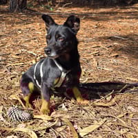 Karlchen auf Pflegestelle, Hund zur Adoption