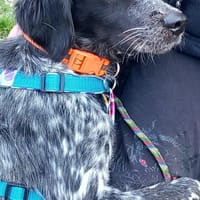 Liebe Bretonhündin Viola  sucht Zuhause, Hündin zur Adoption